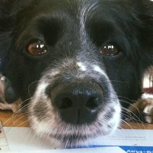 Meet your Posher, Jerry